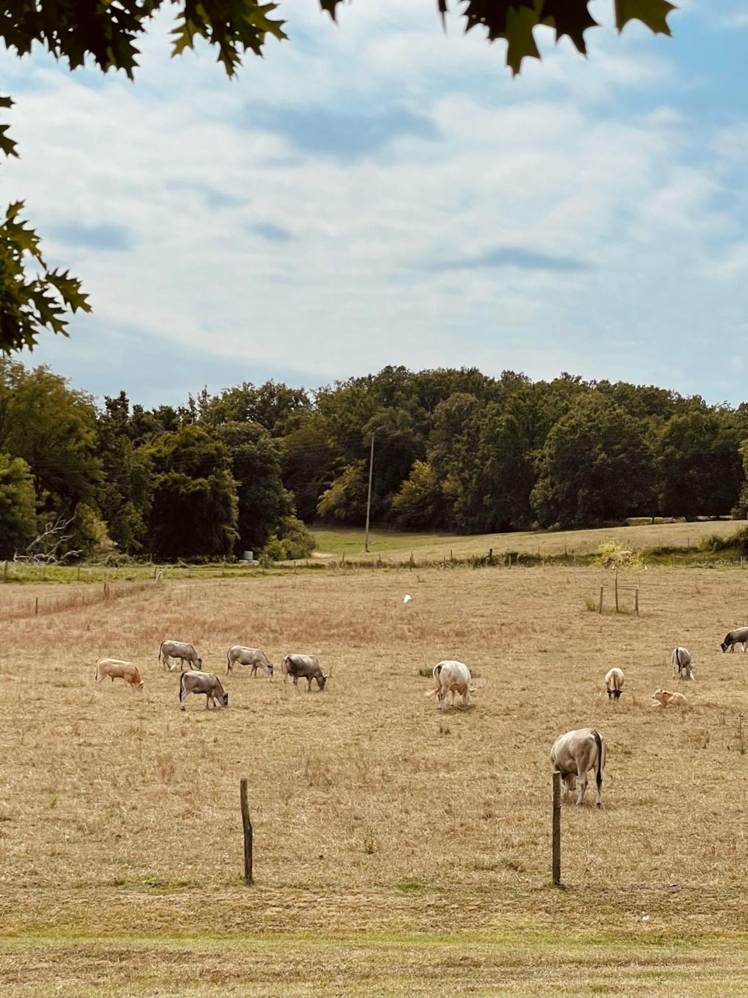 Pessac-sur-Dordogne Chateau Carbonneau מראה חיצוני תמונה