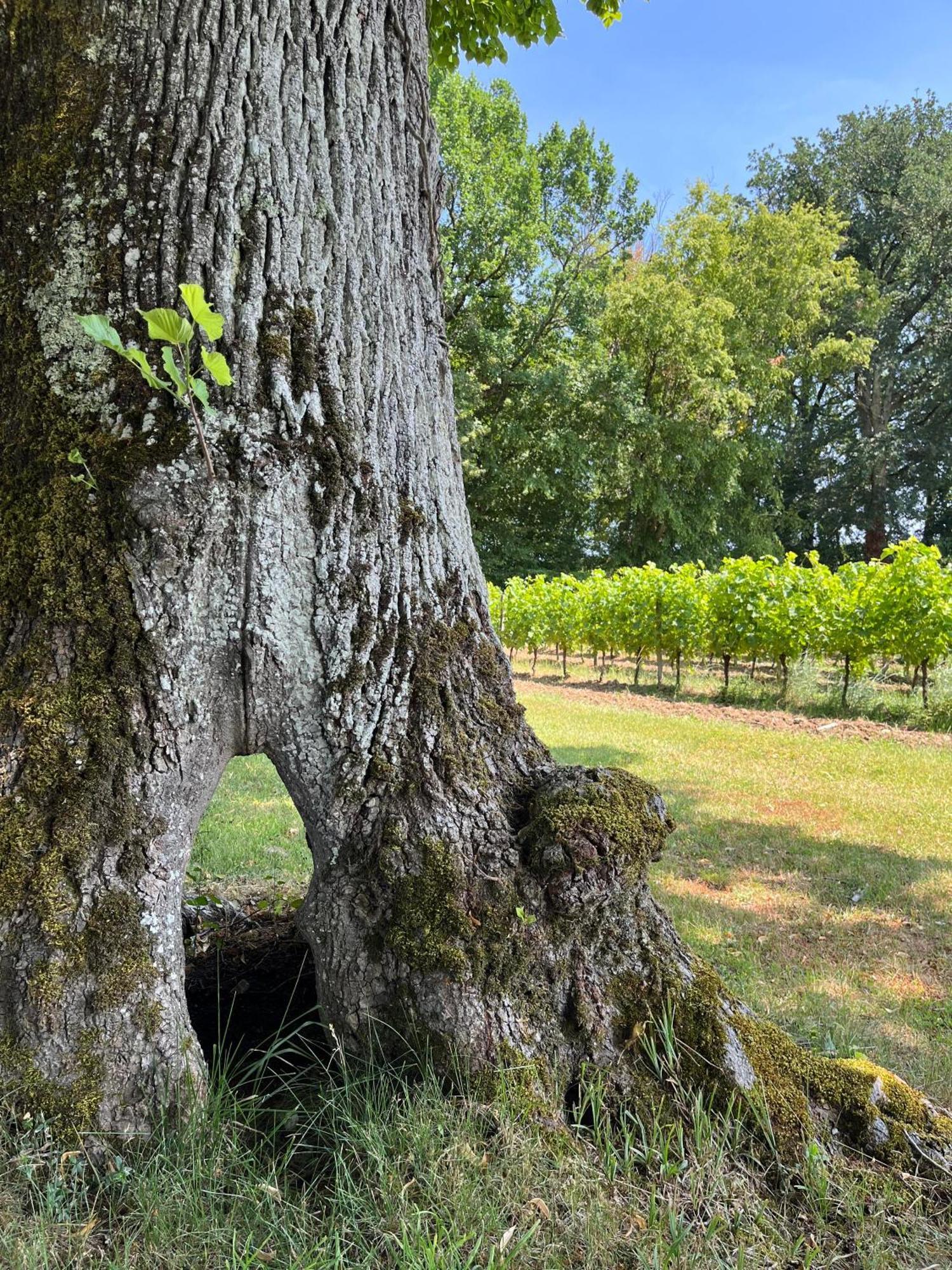 Pessac-sur-Dordogne Chateau Carbonneau מראה חיצוני תמונה